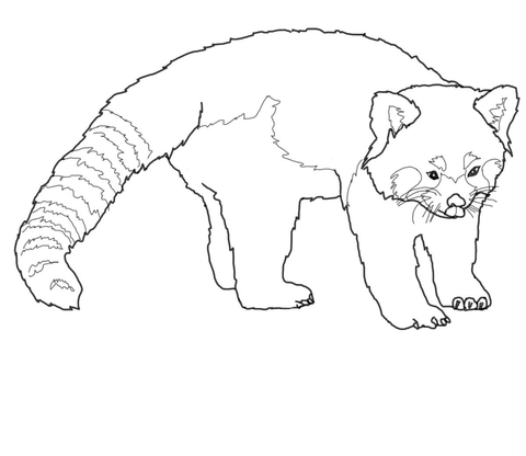 Cute Red Panda Coloring Page